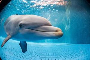 golfinho de aquário debaixo d'água olhando para você foto