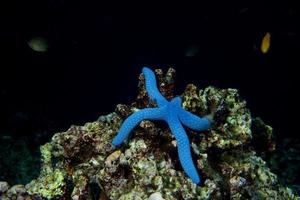 uma estrela do mar azul pendurada no recife em cebu filipinas foto