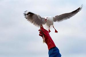 gaivota enquanto tira peixe da mão humana foto