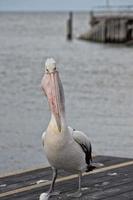 pelicano close-up retrato na praia foto