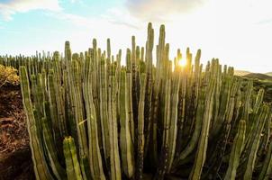 cactos na vegetação do deserto foto