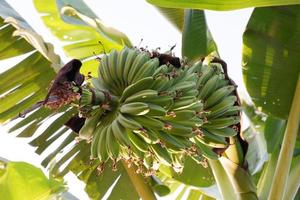 bananeira com frutas deliciosas foto