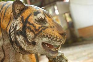 uma réplica da cabeça de um tigre está presa a uma árvore. foto