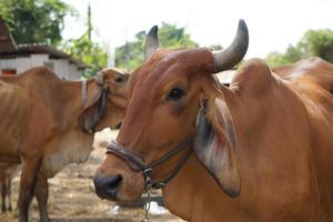 as vacas eram trazidas por seus donos para serem vendidas no mercado. foto