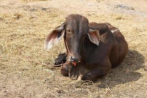 as vacas eram trazidas por seus donos para serem vendidas no mercado. foto