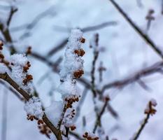 hamamélis no inverno. folhas amarelas e galhos de hamamelis virginiana cobertos de neve. foto