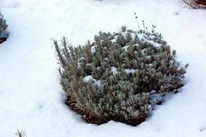 arbusto de lavanda no inverno coberto de neve. plantas e flores no inverno. foto