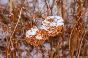 flores de hortênsia marrons cobertas de neve secas no jardim no inverno. nome latino hydrangea arborescens l. foto