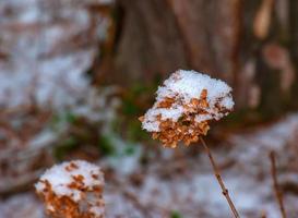 flores de hortênsia marrons cobertas de neve secas no jardim no inverno. nome latino hydrangea arborescens l. foto