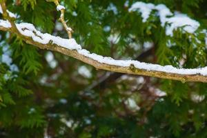 ramos de ginkgo biloba no inverno. os galhos de uma árvore sem folhas são salpicados de neve. foto