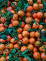 tangerinas com folhas verdes, tangerina laranja orgânica foto