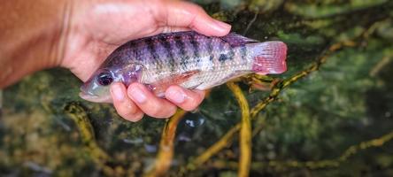 homem segurando peixes mujaer que ainda são pequenos em tamanho, prontos para seleção de sementes foto