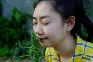 mulher asiática cheirando flor de maconha na plantação de cannabis foto