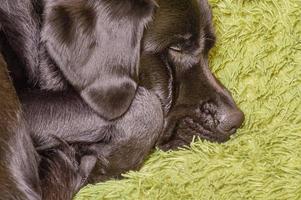 foto macro do labrador retriever do cão ao dormir. um labrador preto está descansando. animal, animal de estimação.