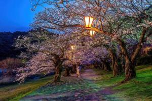 flor de cerejeira na ponte kintaikyo iwakuni city, japão foto