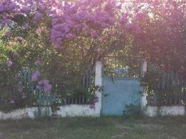 casa velha se afogando em lilases florescendo foto