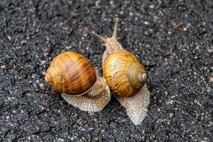 grande caracol de jardim com concha rastejando na estrada molhada, volte para casa foto