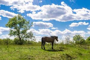 lindo garanhão de cavalo selvagem marrom no prado de flores de verão foto