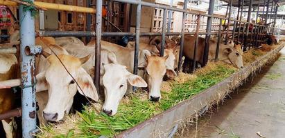 muitas vacas brancas comendo grama verde e palha no curral ou fazenda de animais. alimentação, fome e conceito de vida selvagem animal foto