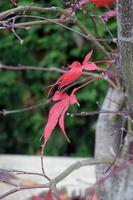 folhas de bordo vermelhas foto