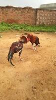 galo asil. o asil ou aseel é uma raça indiana ou grupo de raças de frango de caça. frango asil. galo asil vermelho. galos de briga. frango vermelho contra fundo verde. foto