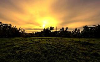 bela paisagem do nascer do sol com grama e árvores em silhueta foto