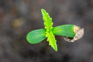 macro de mudas de cannabis, vista superior foto