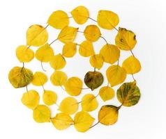grinalda redonda de folhas de damasco secas amarelas em um fundo branco foto