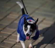 cachorro na coleira andando na rua foto