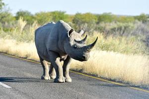 rinoceronte negro - parque nacional de etosha, namíbia foto