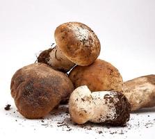 cogumelos crus frescos com raízes em um fundo branco foto