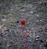 pequena bola de lã vermelha desenrolada no meio da floresta foto