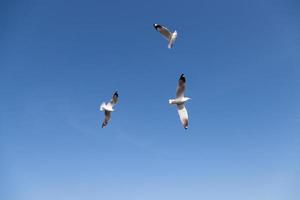 gaivotas no céu foto