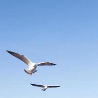 gaivotas no céu foto