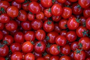 bando de tomates vermelhos foto