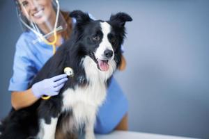 veterinário feminino examinando um cachorro na clínica foto