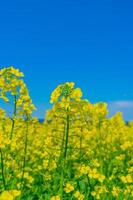 vista aproximada da planta de canola vista na ilha do príncipe edward, canadá foto