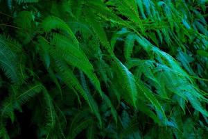 folhas de samambaia e brotos de folhas de samambaia com folhas suculentas verdes macro shot fern macro view of background. foto