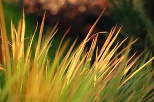 fundo da natureza com belas plantas de outono e fundo bokeh foto