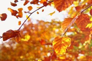 folhas de outono douradas em fundo brilhante bokeh foto