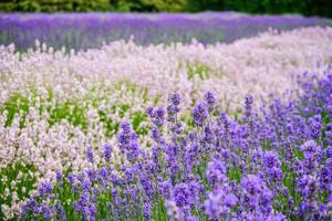 flor de lavanda no verão foto