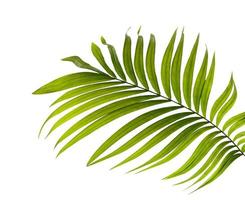 folha de palmeira isolada em um fundo branco foto