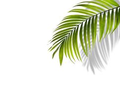 folha de palmeira verde com sombra foto