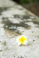 flor branca no chão foto