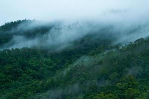 névoa sobre a floresta foto