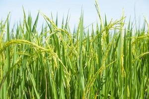 campo de arroz na tailândia foto