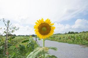 girassol em plena floração foto