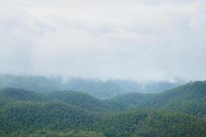 floresta na tailândia foto