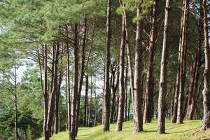 pinheiro crescendo no gramado em uma colina no parque foto