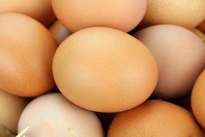 ovos de galinha marrom